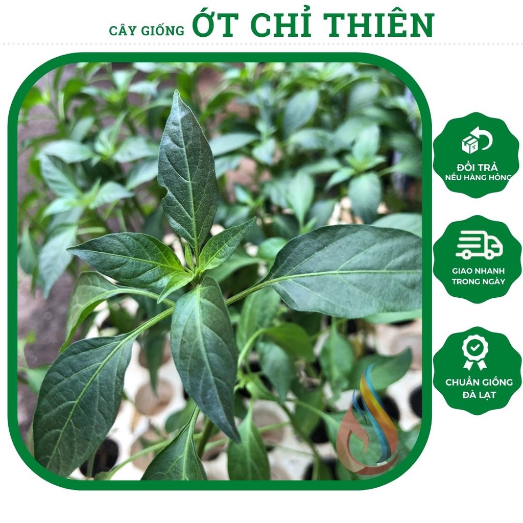 Cây giống Ớt Chỉ Thiên giống cay thơm (chỉ giao hoả tốc TPHCM)