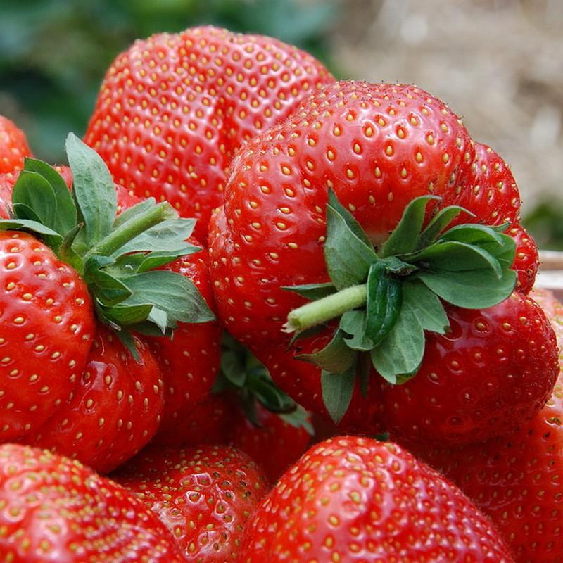 Giant strawberry seeds