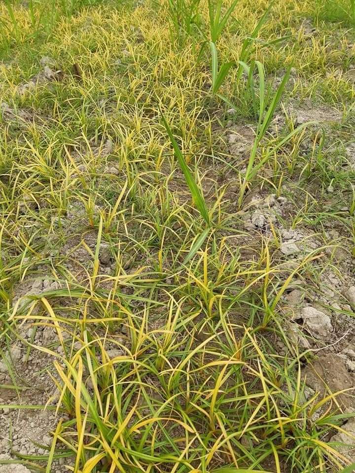 Diệt sạch cỏ cho cây Ngô, cây mía, cấy quế