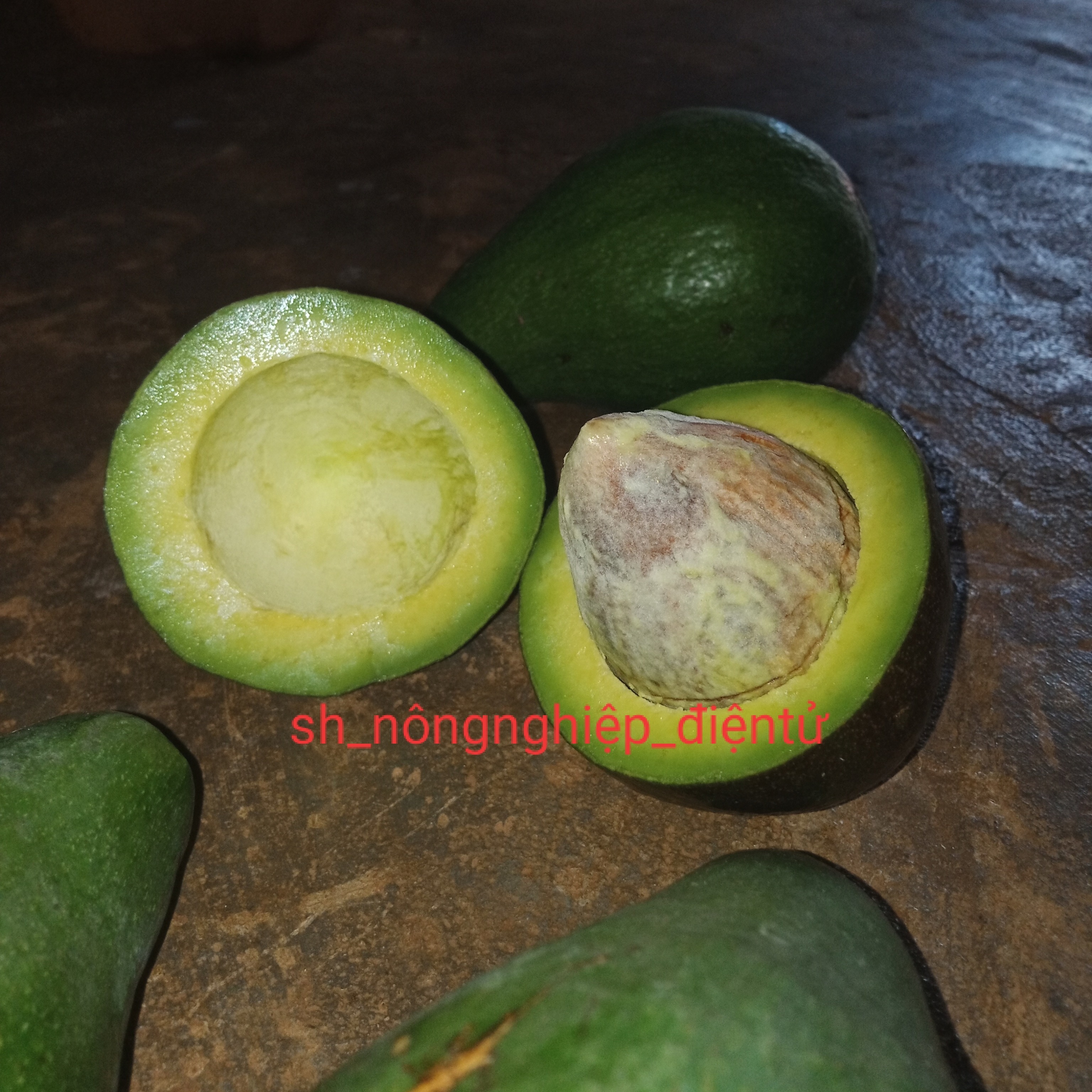 Bơ tươi ( bơ both loại 1kg ) daklak