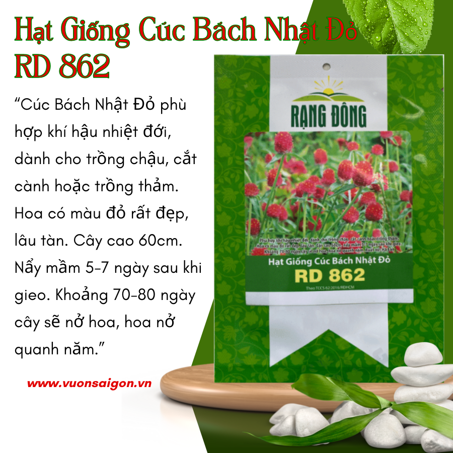 Hạt giống cúc bách nhật đỏ rd 862 , hạt giống chắc khỏe, tỉ lệ nẩy mầm cao