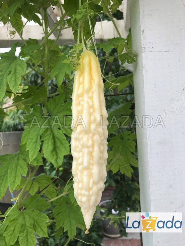 10GR 50.HẠT Hạt Giống Mướp Đắng Khổ Qua Trắng (| C41*W34)