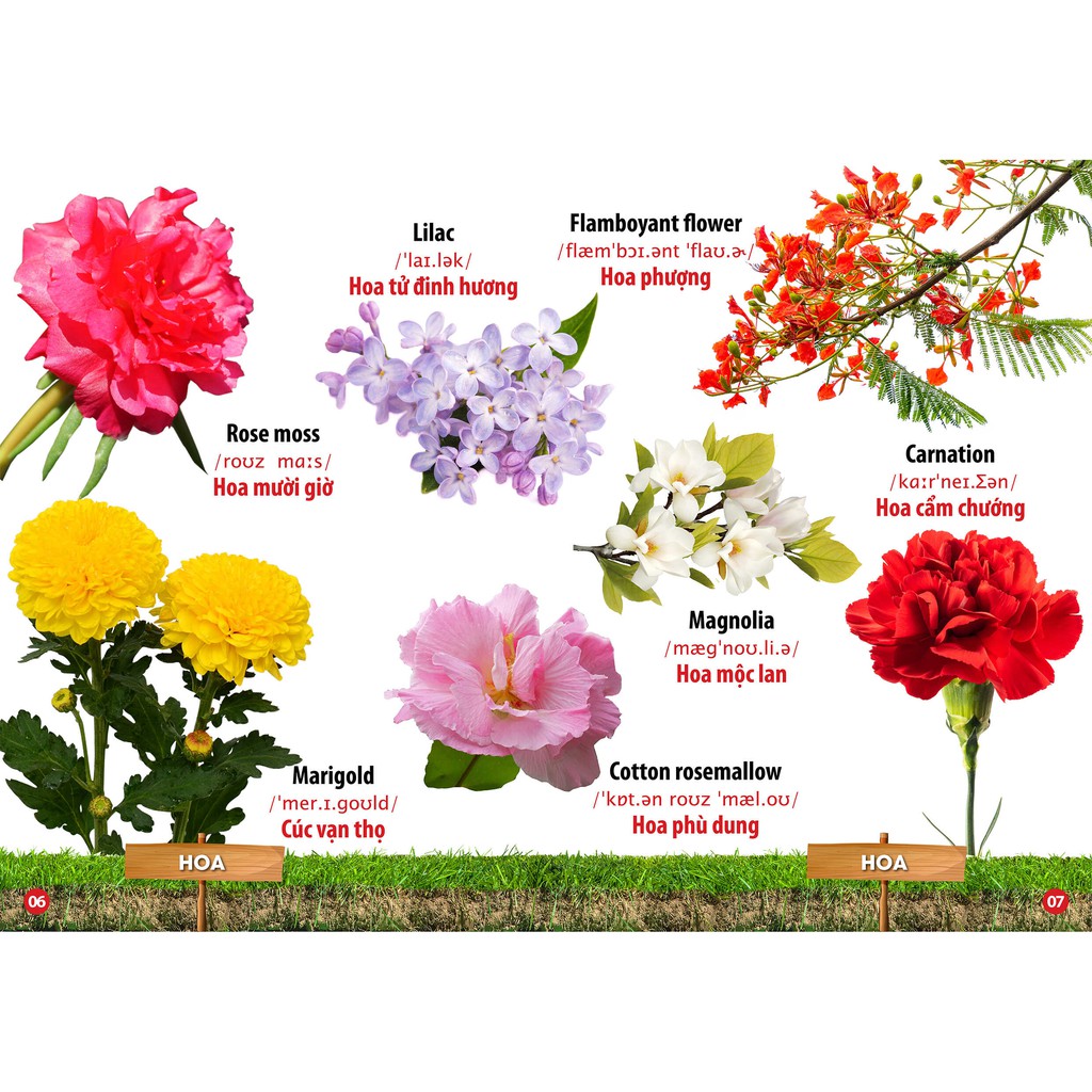 Sách - Từ Điển Bằng Hình Hoa - Quả - Rau Củ (Song Ngữ Anh - Việt)(VT)