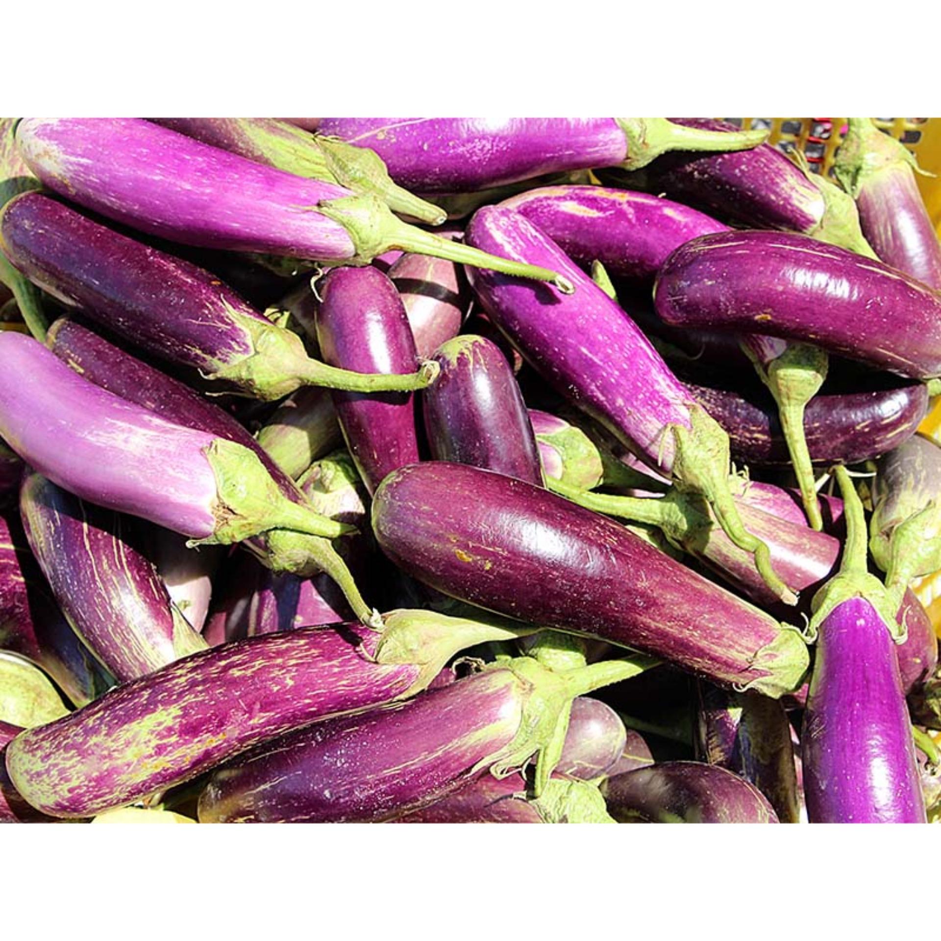 1g Hạt giống Cà tím (tặng Kích nẩy mầm, Hướng dẫn ươm)