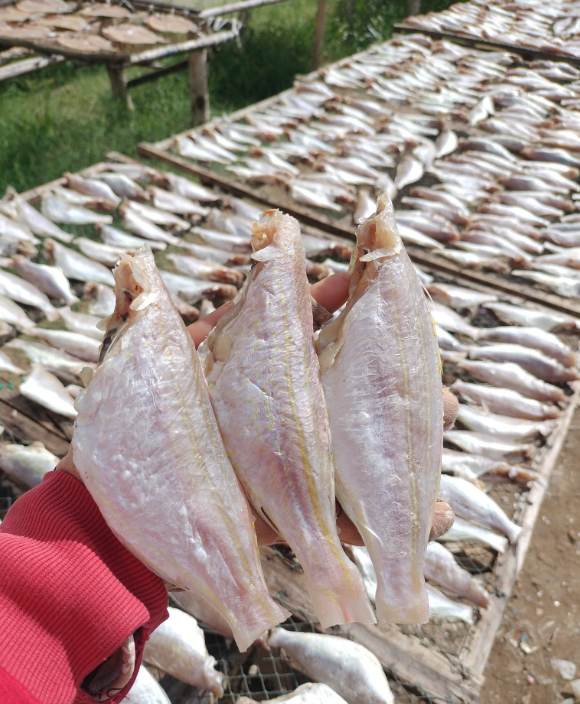 Khô cá đổng mướt béo - ít xương - vựa khô tú sương - chiên giòn thơm ngon 1kg/ 500gram/ 250gram