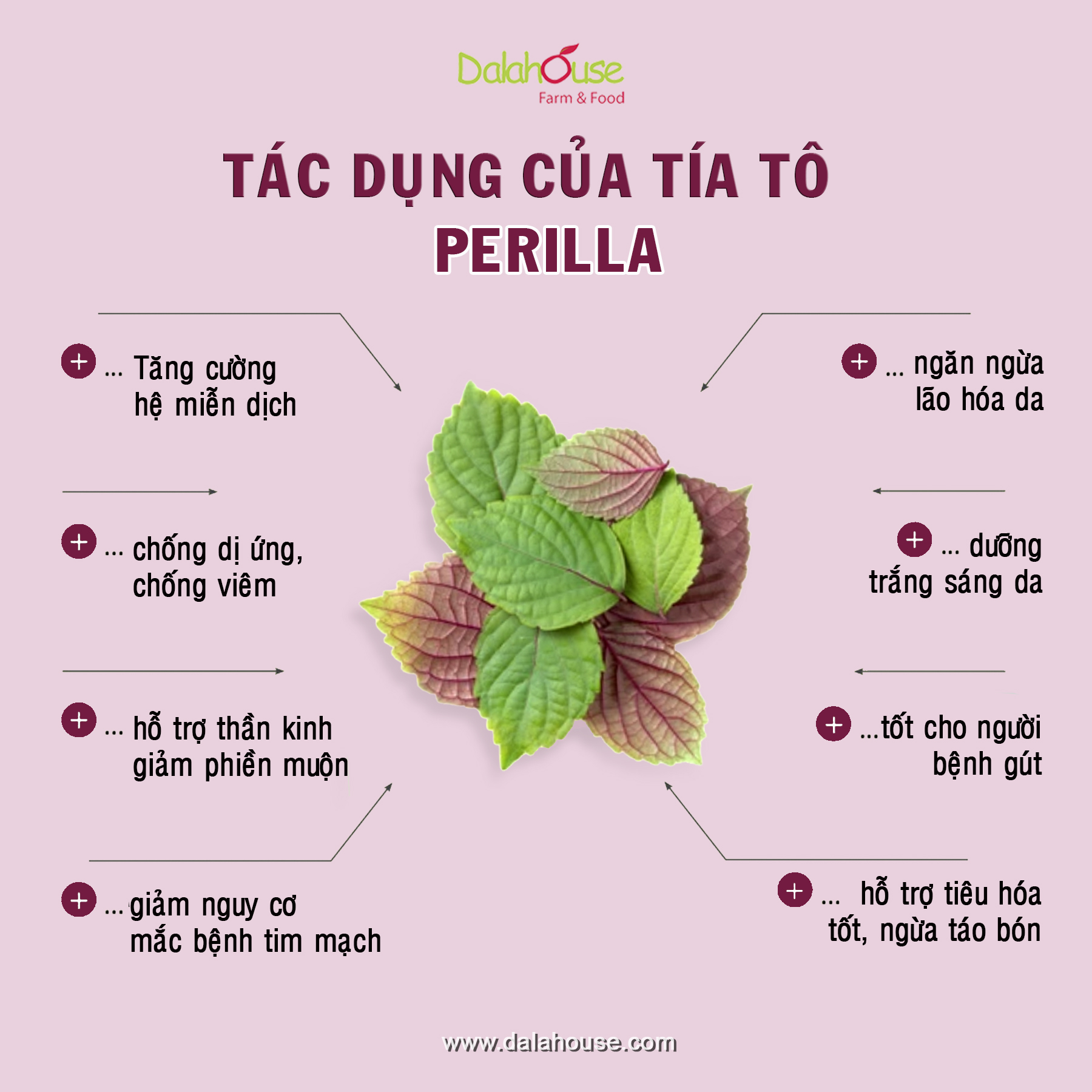 Bột tía tô hữu cơ sấy lạnh dalahouse