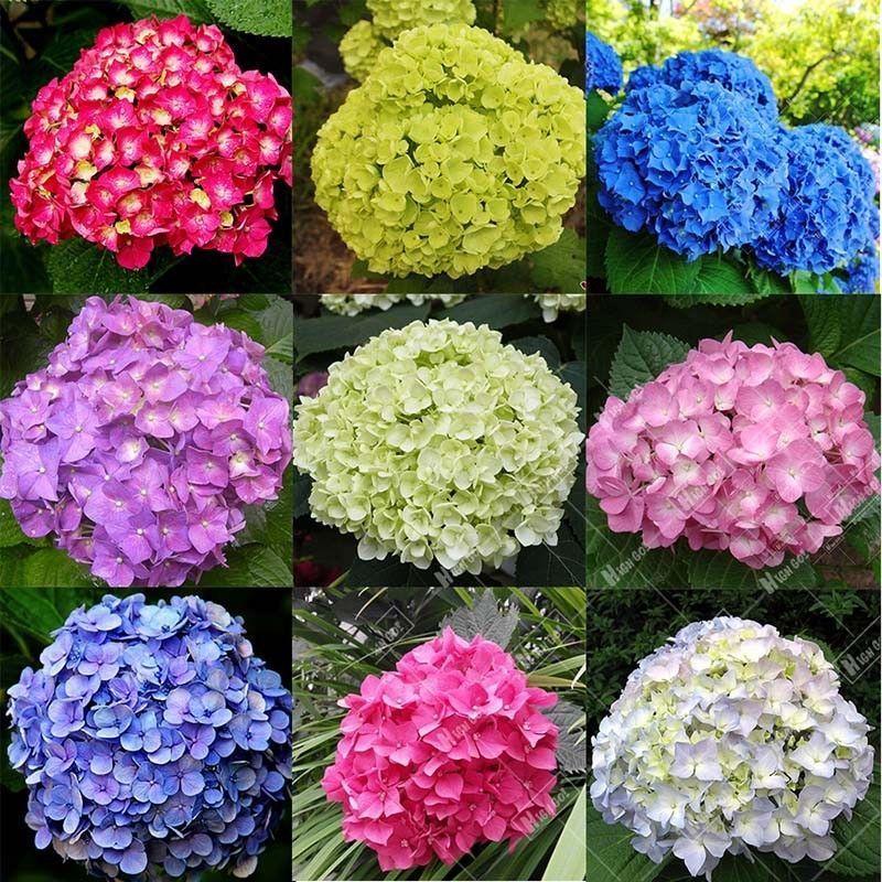 Mixed Color Hydrangea seeds