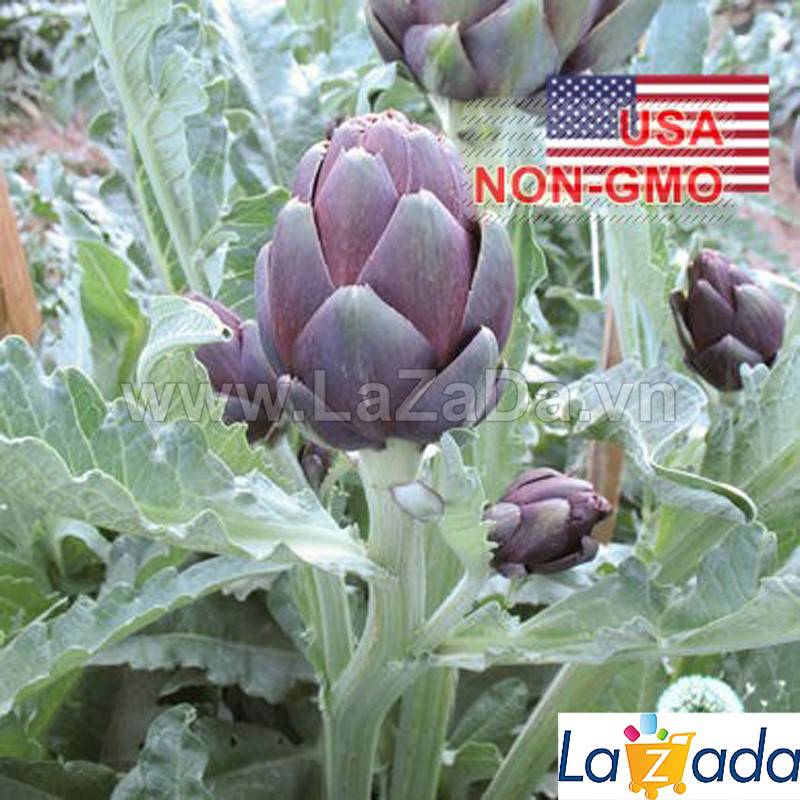 10h Hạt Giống Atiso Ngôi Sao Tím (A5.104| C50*W23)
