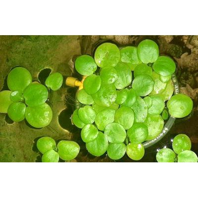 COMBO 15 NHÁNH BÈO NHẬT THỦY SINH