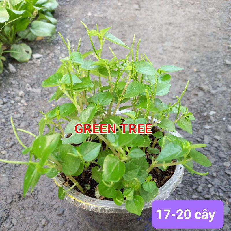 Cây giống rau càng cua