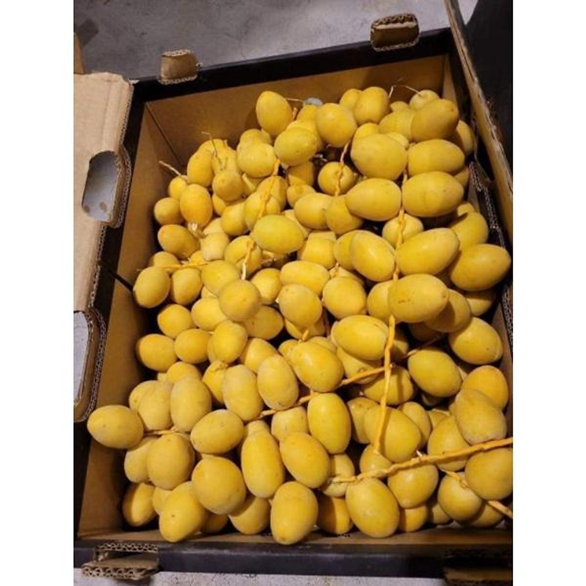 Cây giống chà là ăn quả (cấy mô)