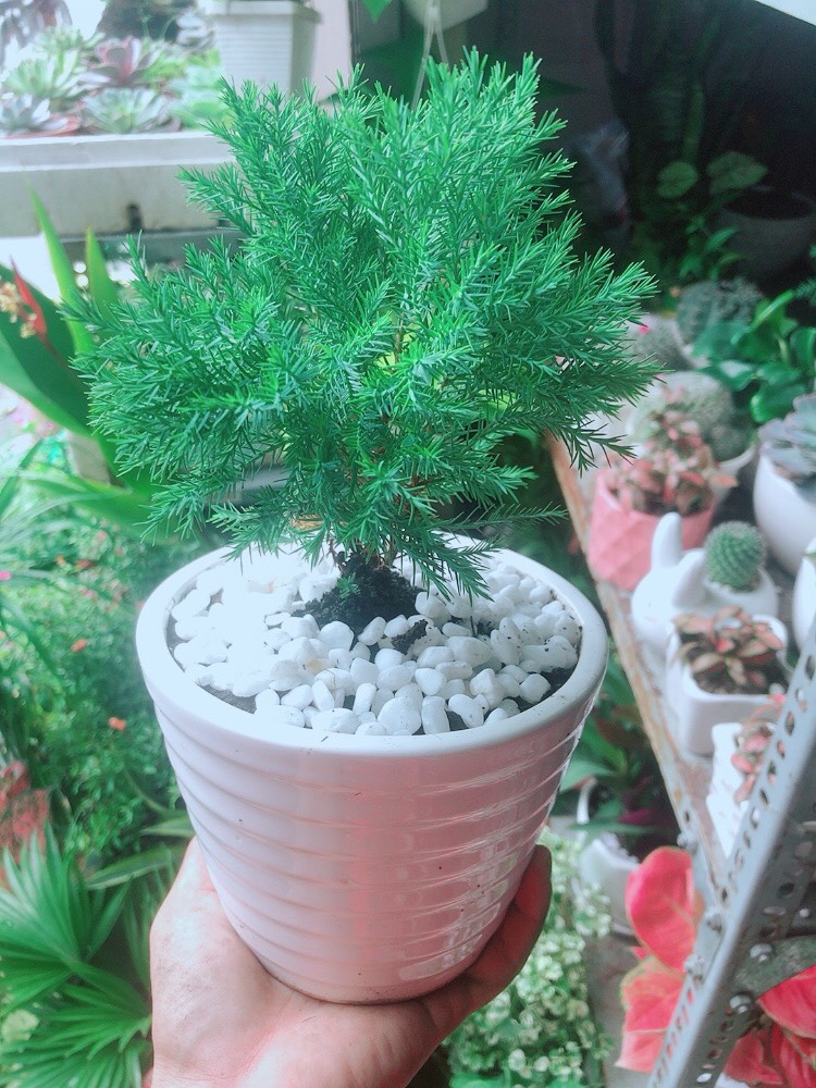 Chậu Tùng Bồng Lai
