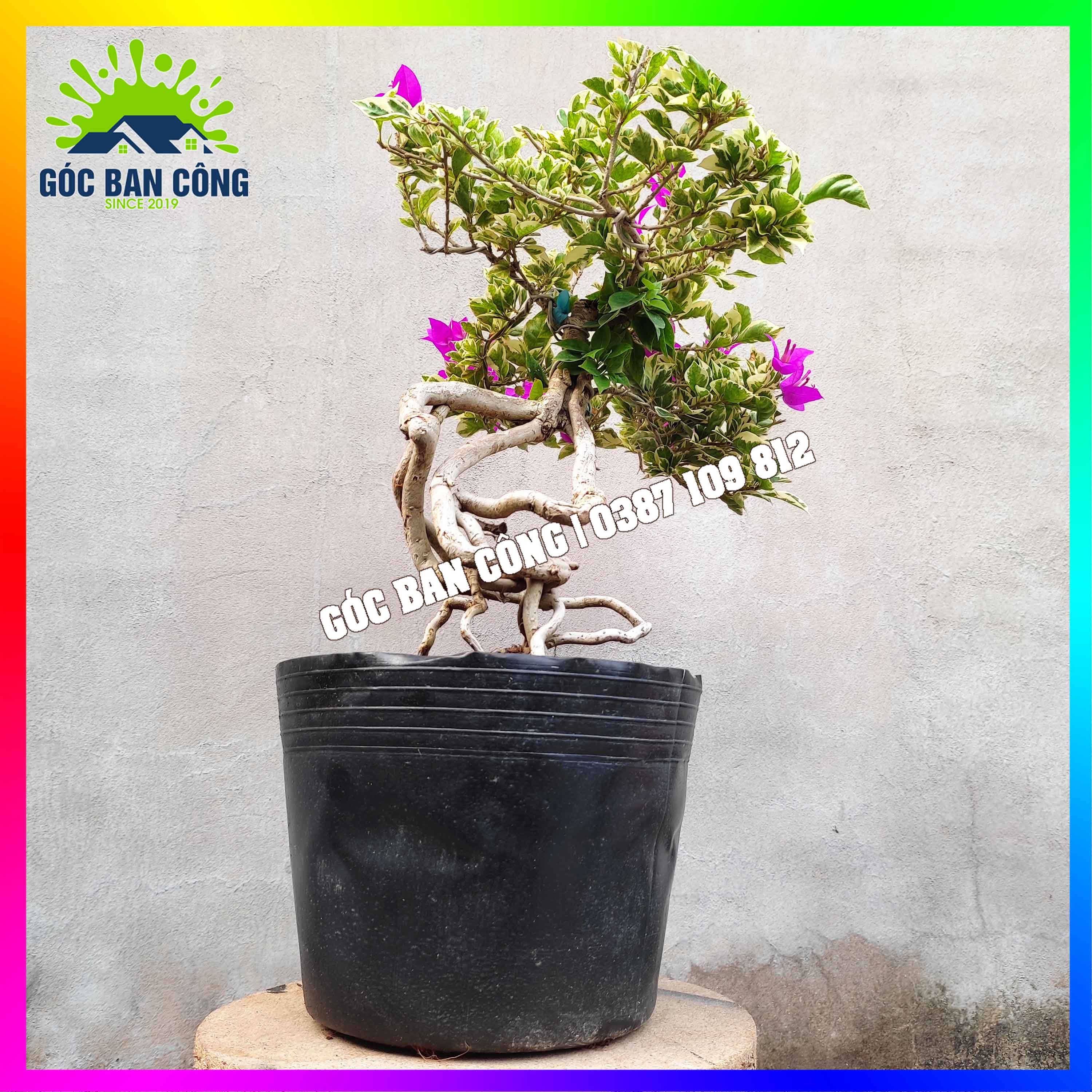 Cây Hoa Giấy Mỹ Ghép Cẩm Thạch Bonsai Mini Hgct1 Lazadavn