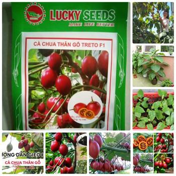 Hạt giống cà chua thân gỗ Tamarillo ( 10 hạt/gói )