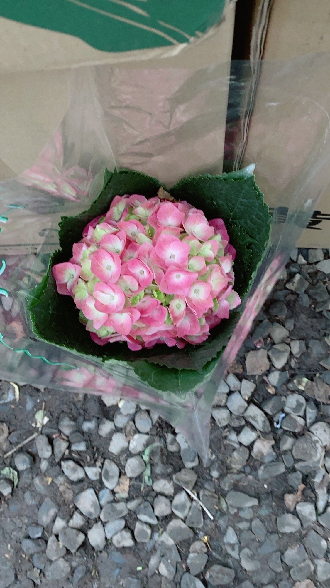 Cẩm Tú Cầu