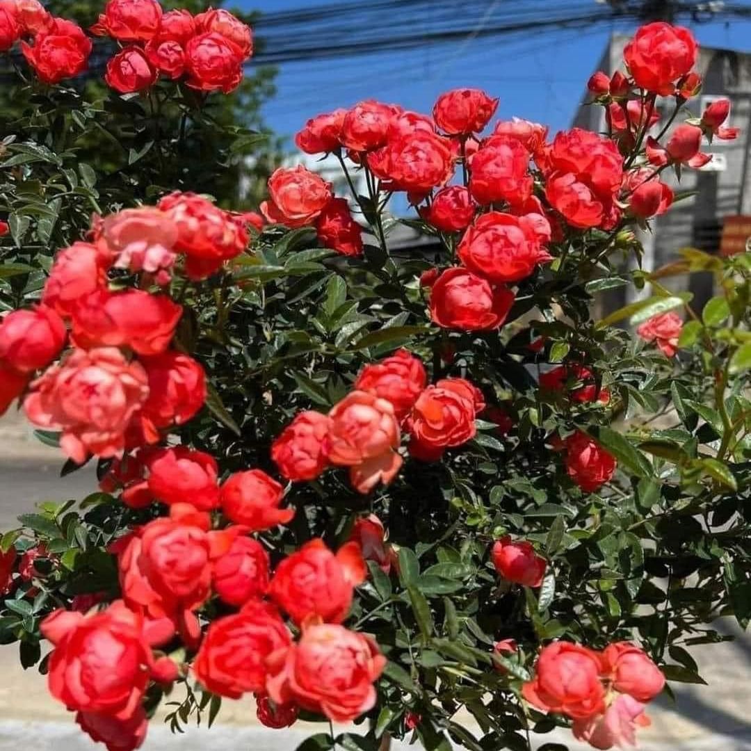 Hoa hồng bụi trứng cam - say hoa