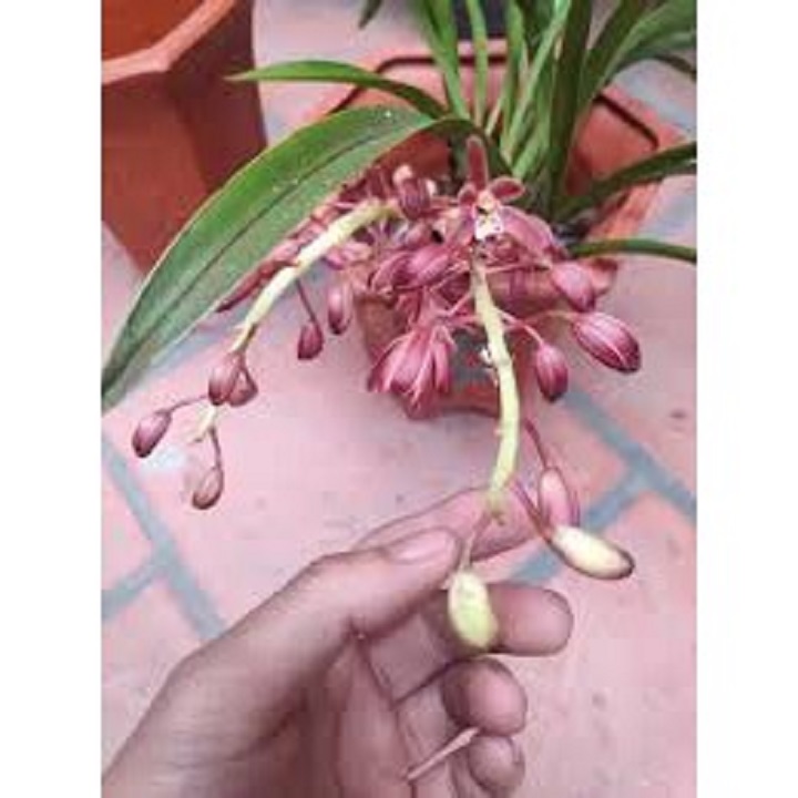 1 THÂN ĐỊA lan kiếm ĐỎ tây bắc, hoa đẹp, thơm dể sống, dễ thuần làm giống
