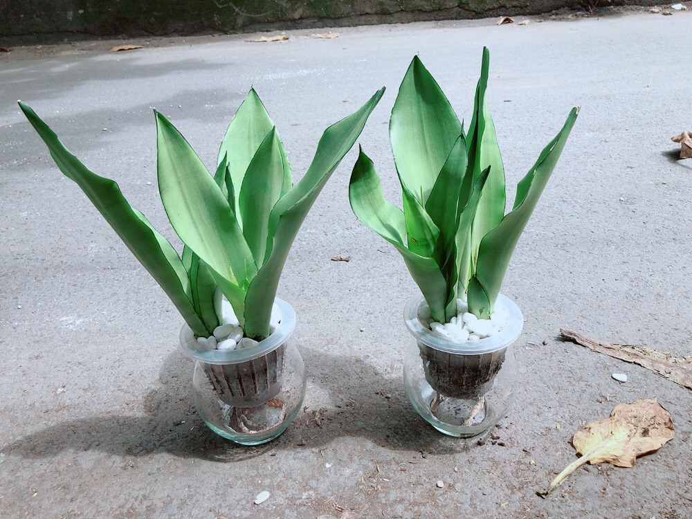 Chậu Lưỡi Hổ Bạc Trồng Thuỷ Canh