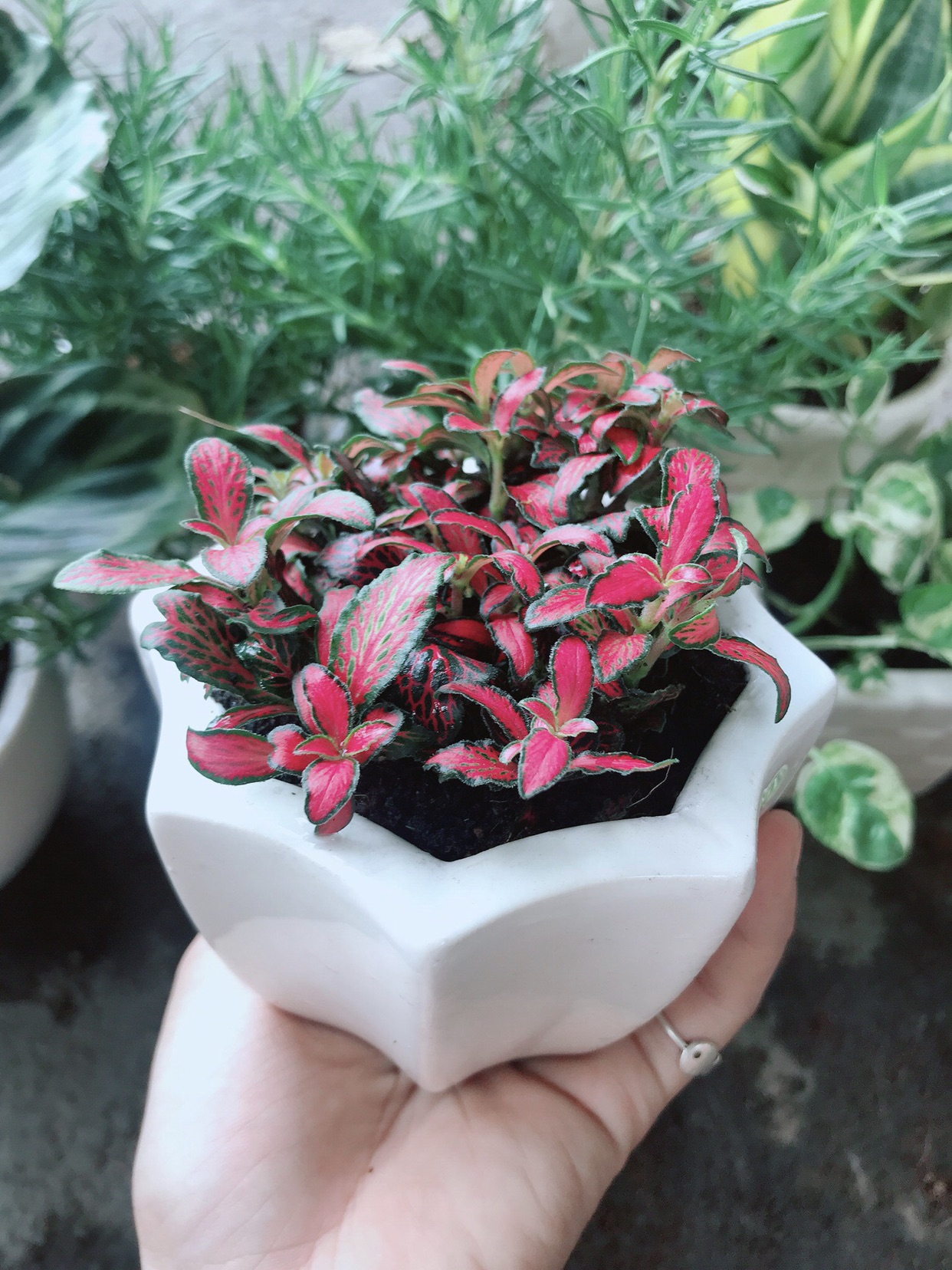 Chậu cây cẩm nhung đỏ