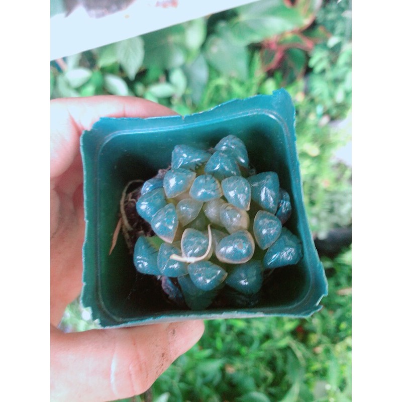Kim Cương Copi Hàng Bán Chạy