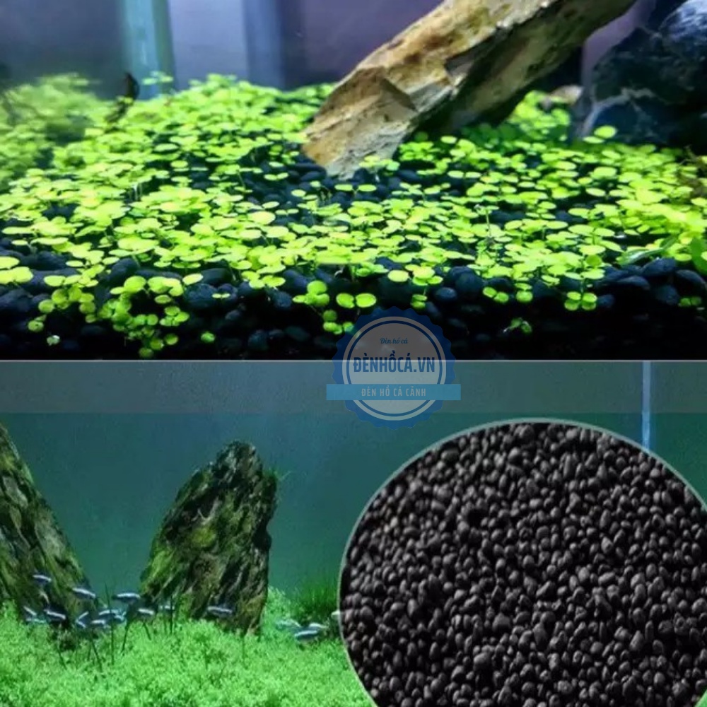 Hạt giống thủy sinh dành cho hồ thủy sinh
