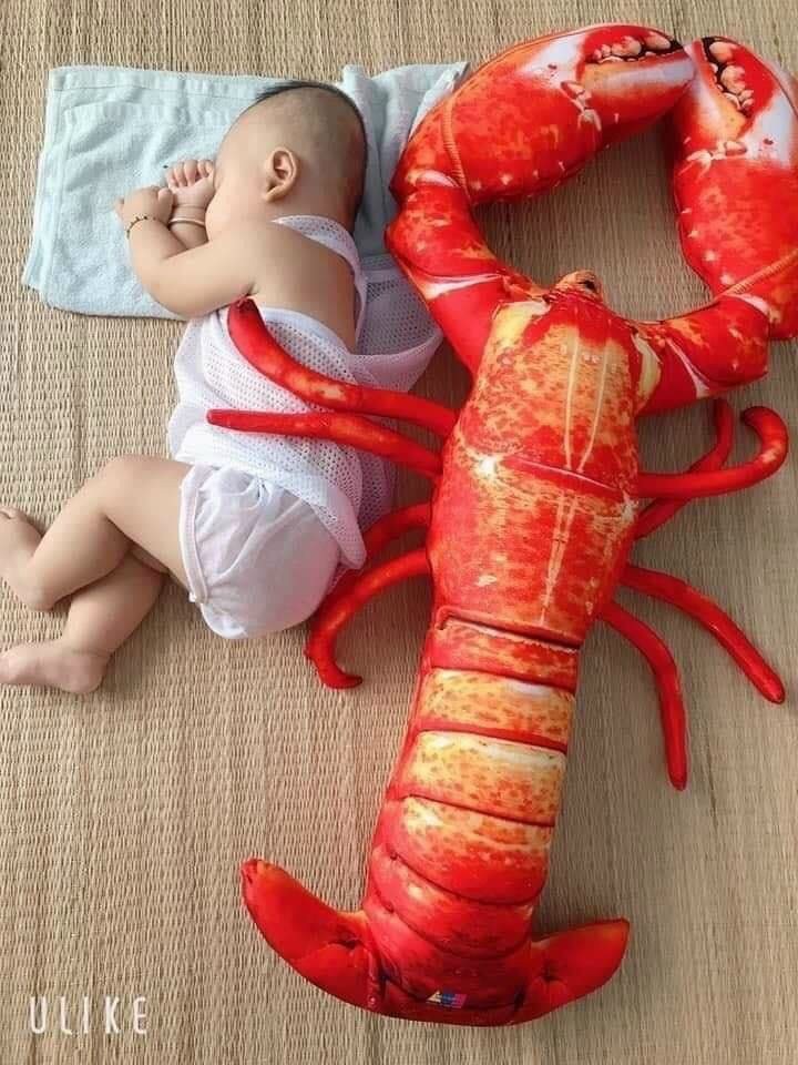 Gấu bông tôm, cua 3D giống thật