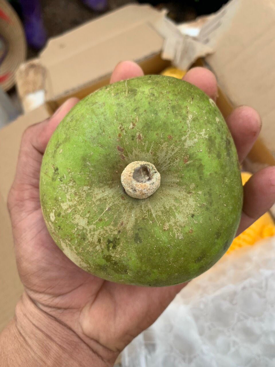 cây bánh kem 6 tháng cây cho trái