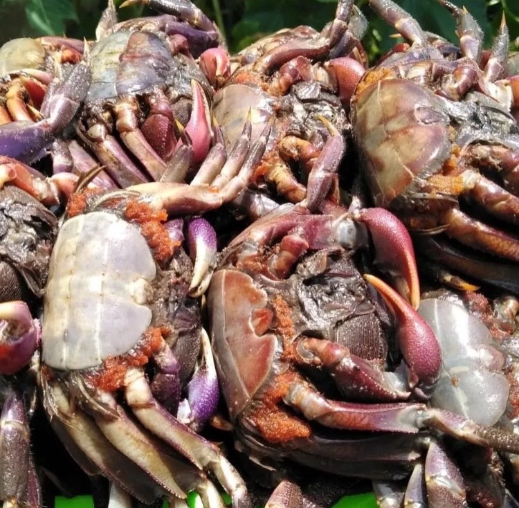 1kg mắm ba khía bến tre trộn sẵn thơm ngon đặc sản tú sương - ba khía nguyên con