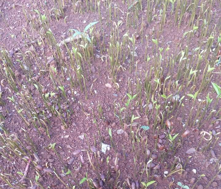 500gram hạt giống mãng cầu xiêm