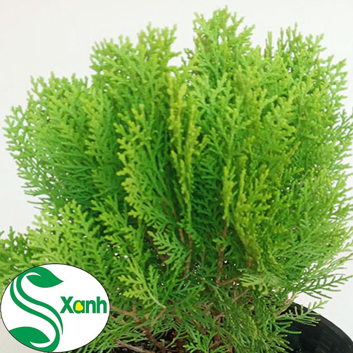 Cây cảnh Trắc Bách Diệp (cây lá thuộc bài)