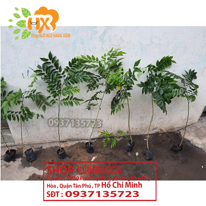 Combo 5 cây sưa đỏ -cây giống cao từ 15-35 cm