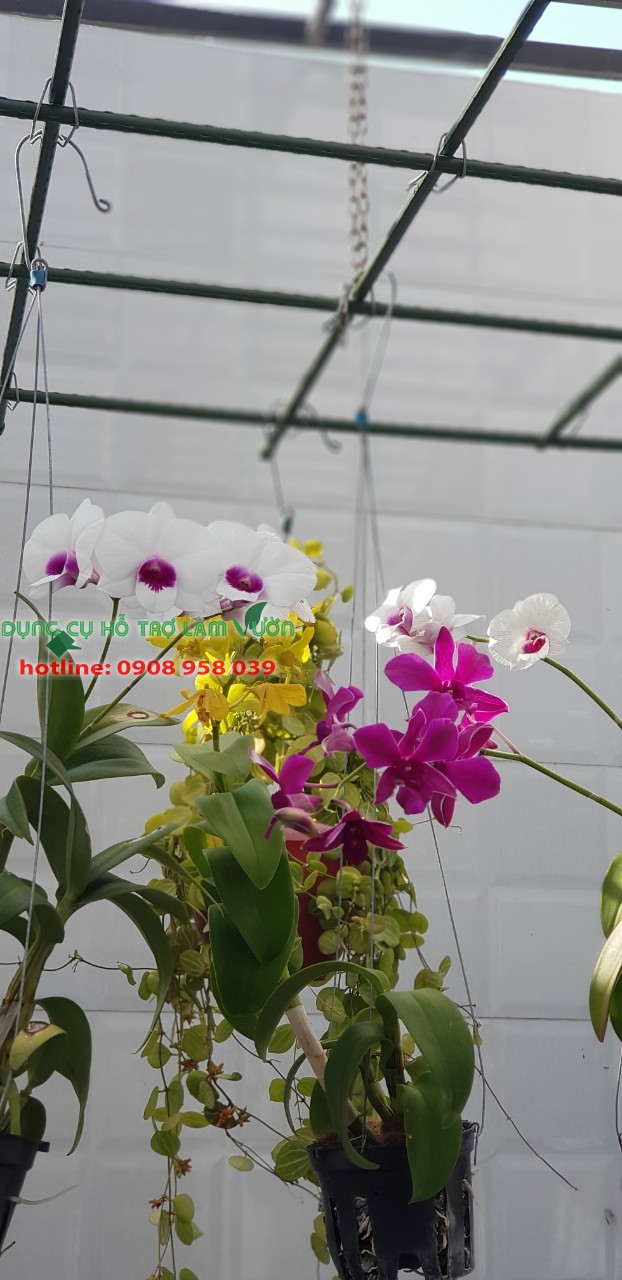 Vỏ thông giá thể chuyên trồng lan