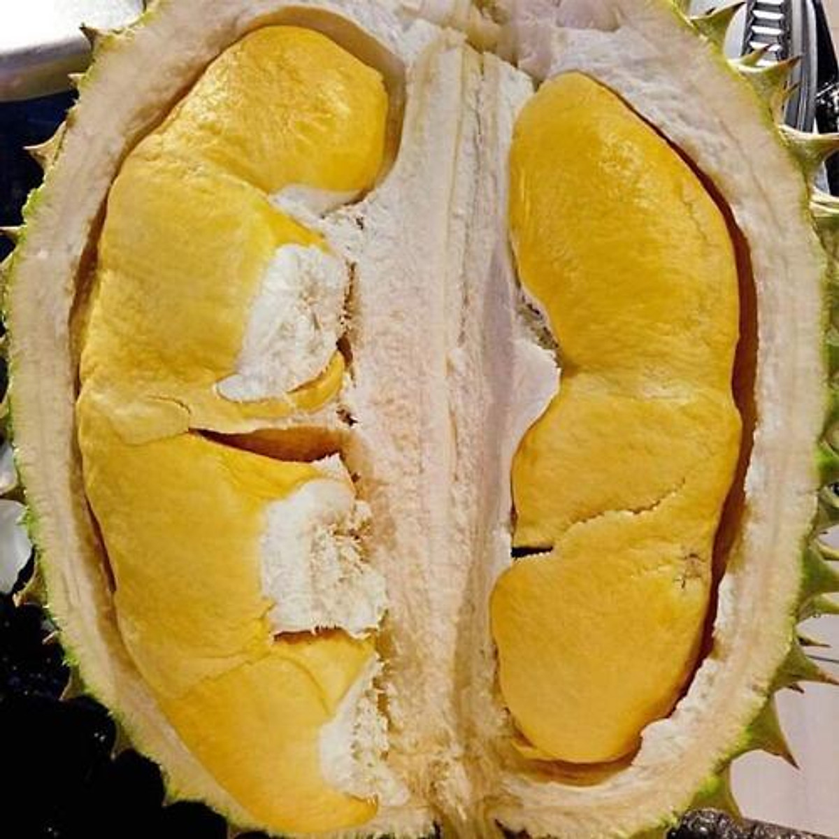 Cây giống SẦU RIÊNG THÁI