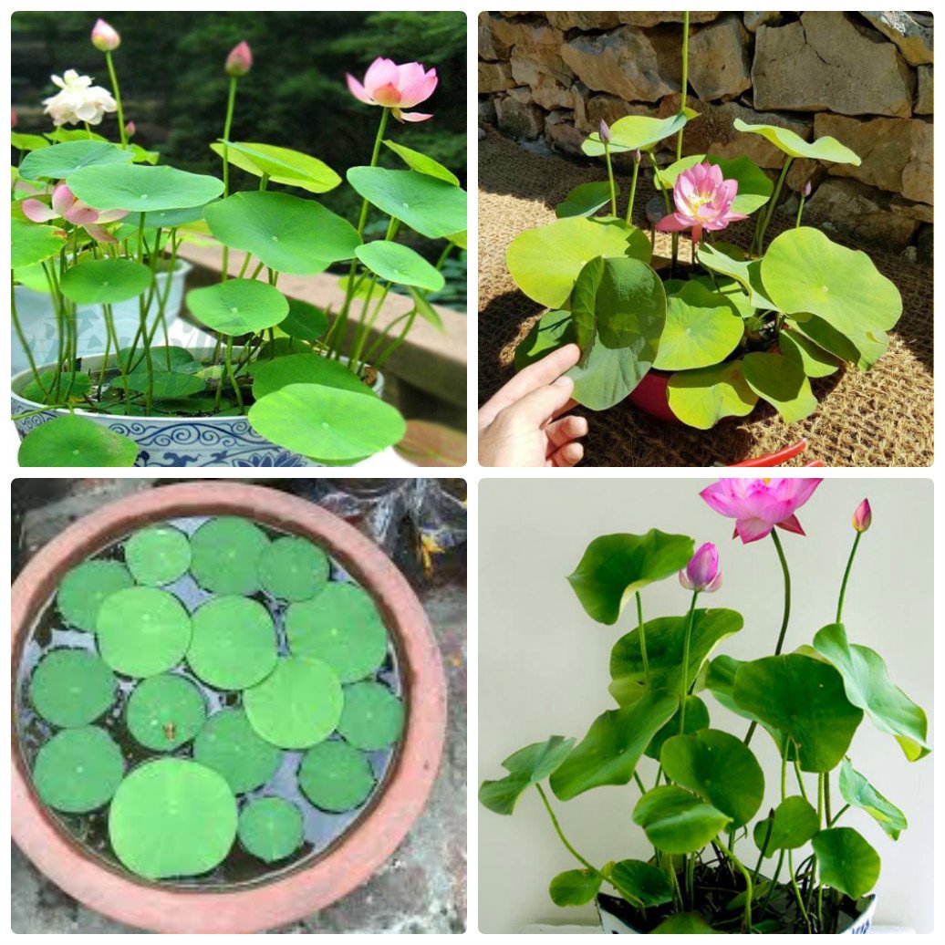 Combo 5 Hạt giống Hoa Sen Mini Nhật ,Dễ Trồng, Ít Chăm Sóc, Hoa Ngát Hương (5 Gói, Gói 10 Hạt, Màu Ngẫu Nhiên) - Nông Sản Vàng