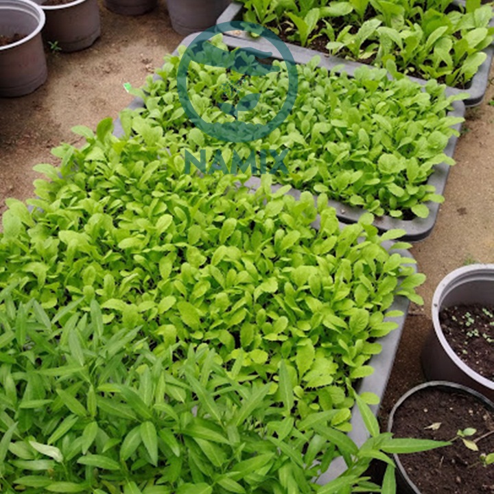Đất sạch trồng Rau Namix
