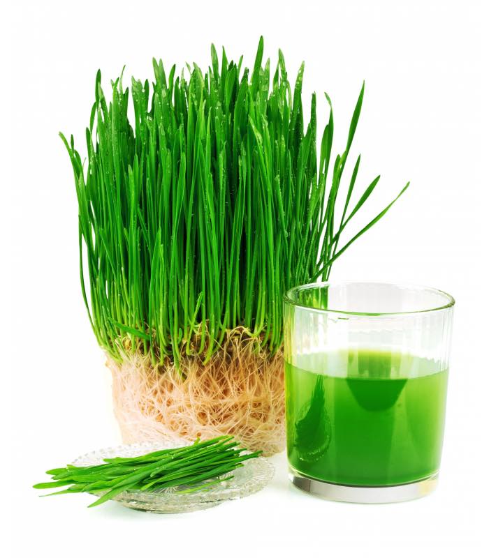 2kg hạt giống cỏ lúa mì (cỏ mèo) ươm nảy mầm đa công dụng.