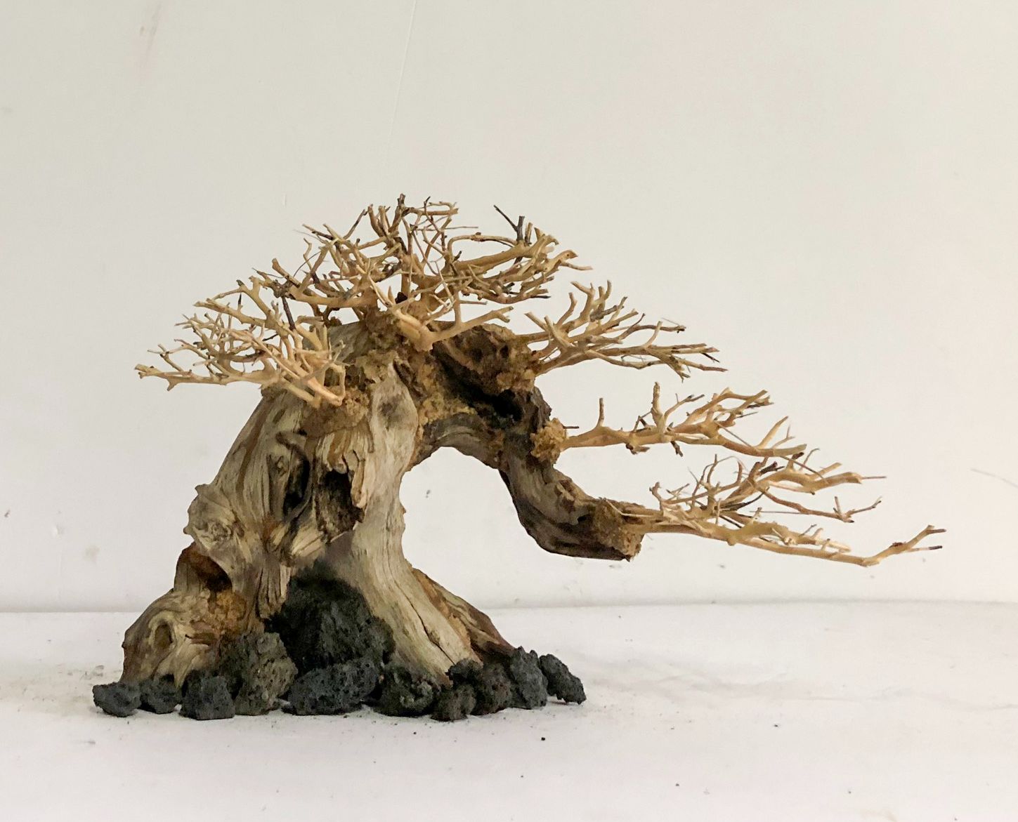 LŨA BONSAI - LINH SAM GẮN TÁN XƯƠNG - TÁN XƯƠNG CHÙM