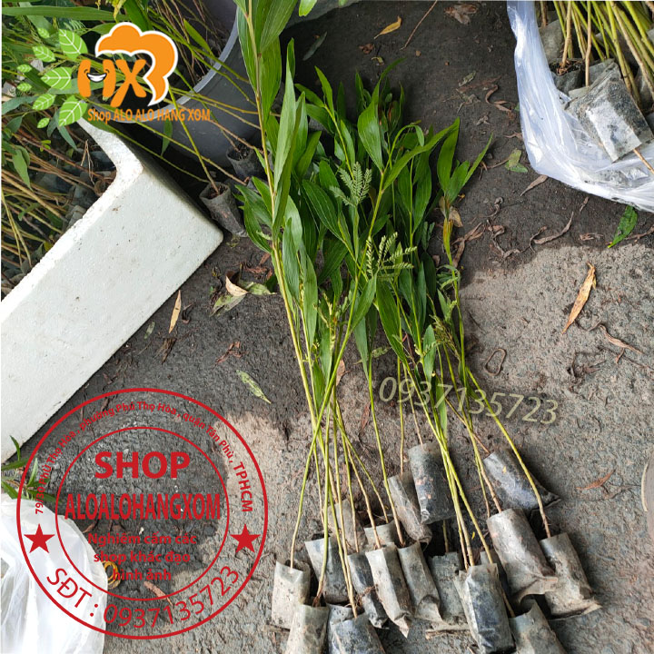 cây tràm lai cây giống -combo 50 cây