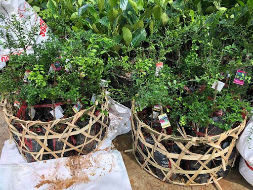 CÂY GIỐNG CHANH NGÓN TAY. [ Cây sinh trưởng tốt ]