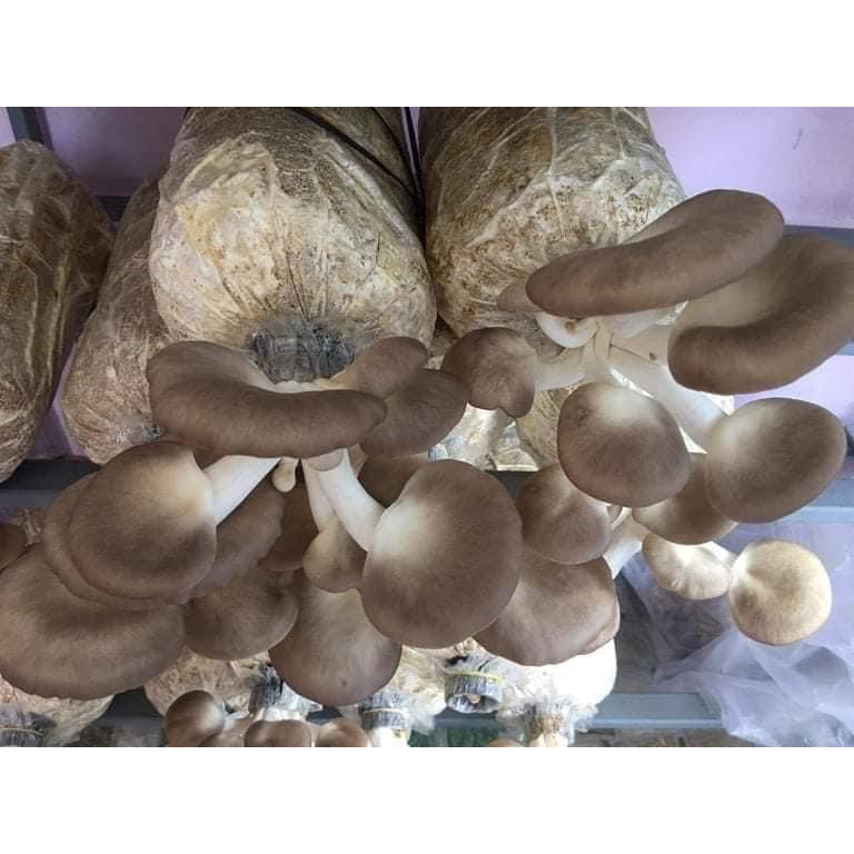 Phôi nấm Bào ngư (1 kiện 12 bịch phôi)