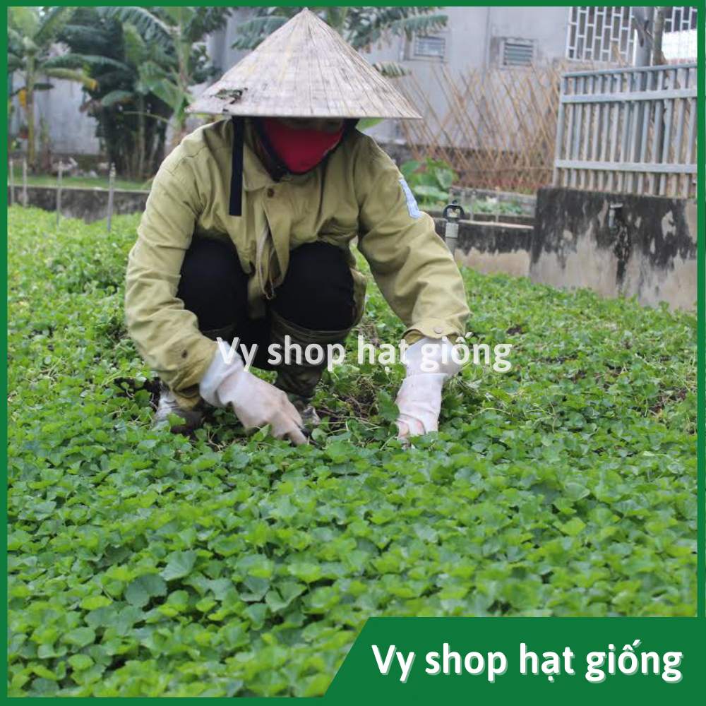 Hạt giống rau má Thái Lan gói 500 hạt