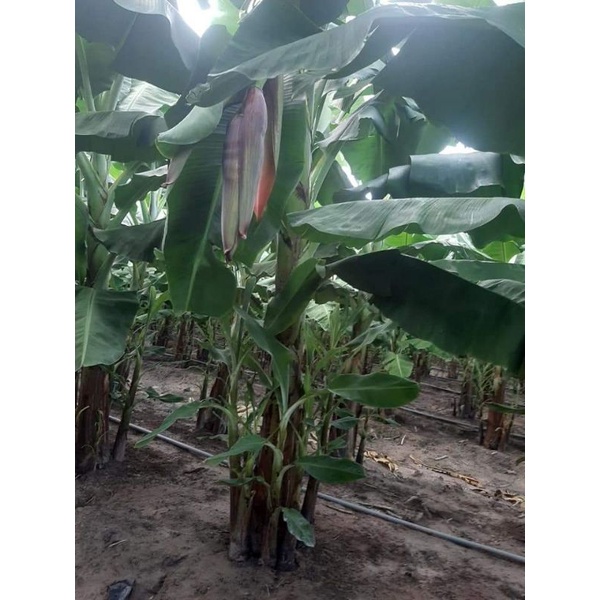 Cây giống chuối già Laba(thuần xứ nóng)