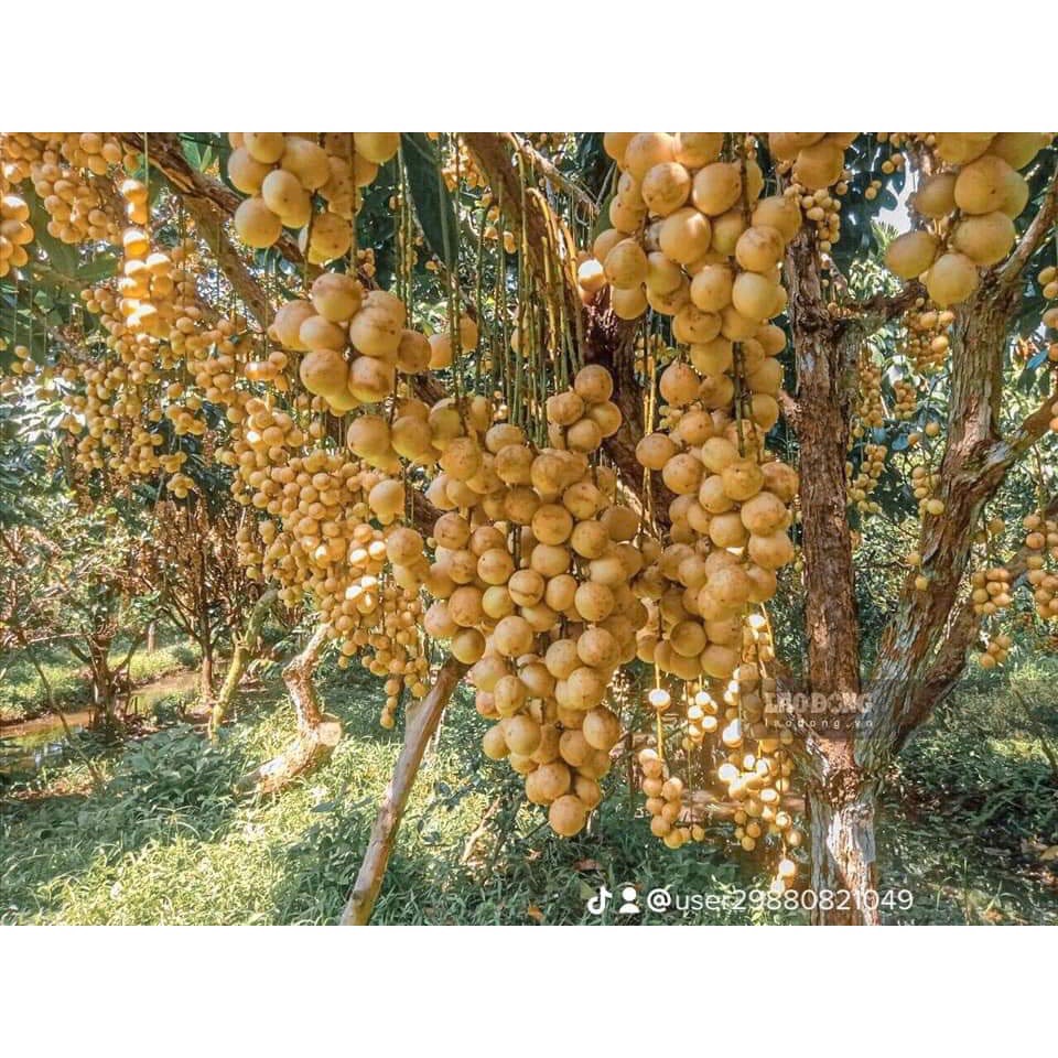 CÂY GIỐNG BÒN BON THÁI siêu quả