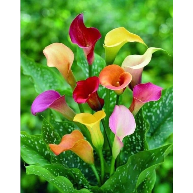 Củ hoa rum nhập Thái giá sỉ(set 5 củ to)