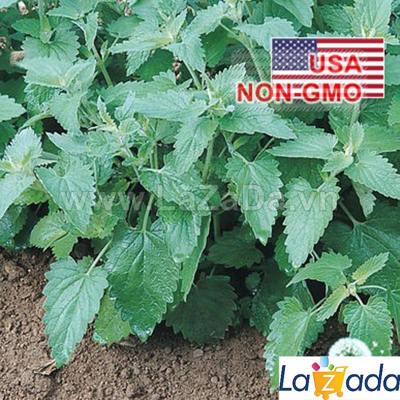 [HCM]500.HẠT Hạt Giống Catnip / Cỏ Mèo (| C26*X33)