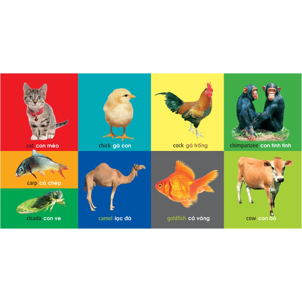 Sách: 101 First Words - Animals /101 Từ Đầu Tiên - Động Vật (TB)