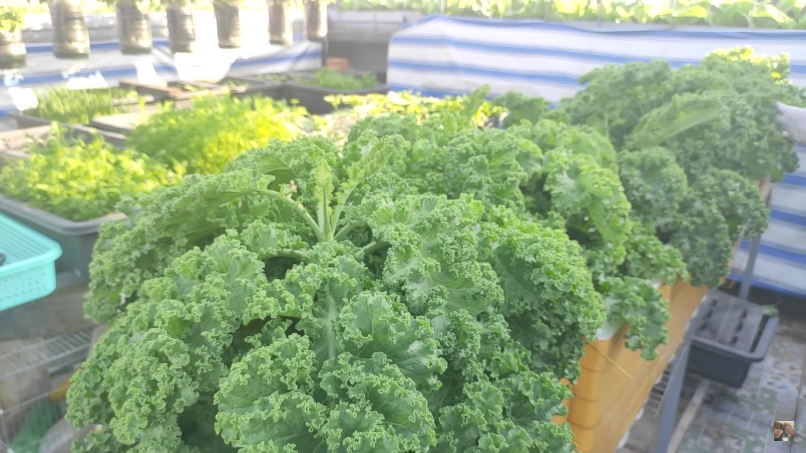 [HCM] Cải xoăn Kale Việt Thái 2g