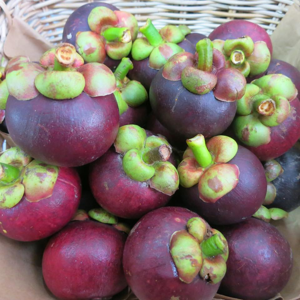 cây Măng cụt Thái(cây hạt)