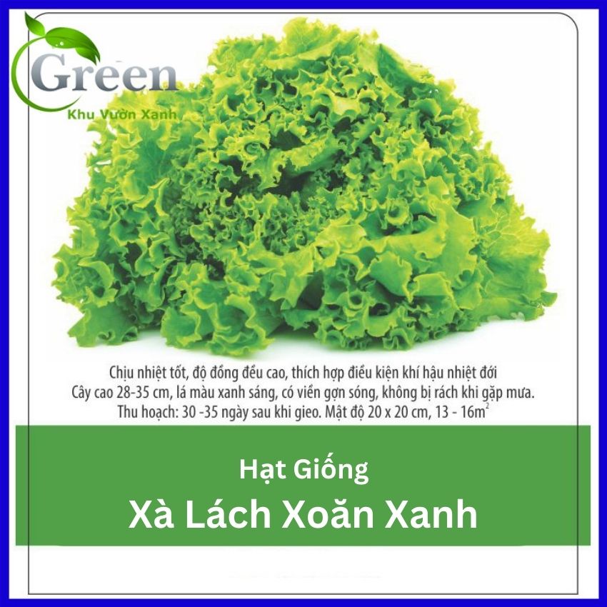 Hạt Giống Xà Lách Xoăn Xanh