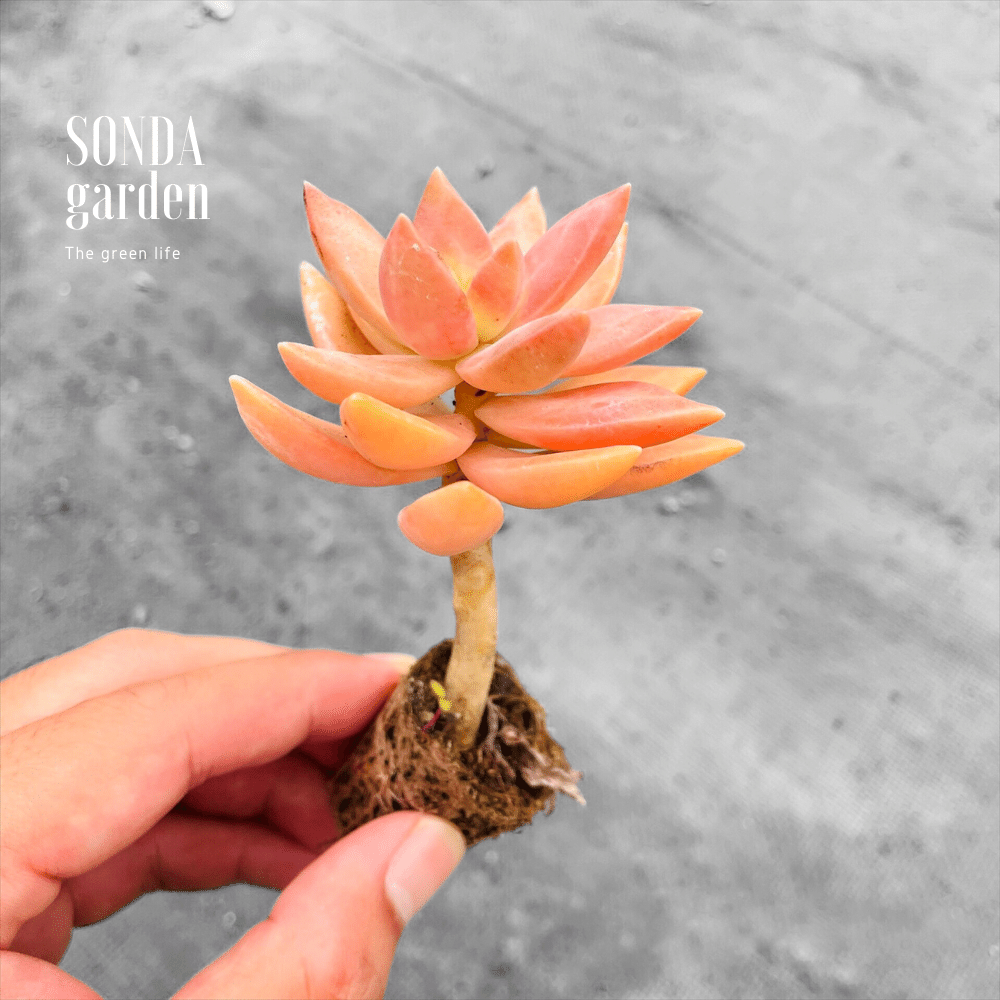 SEN ĐÁ ĐÁ ĐỎ CỔ THỤ SIZE MINI, LỖI 1 ĐỔI 1
